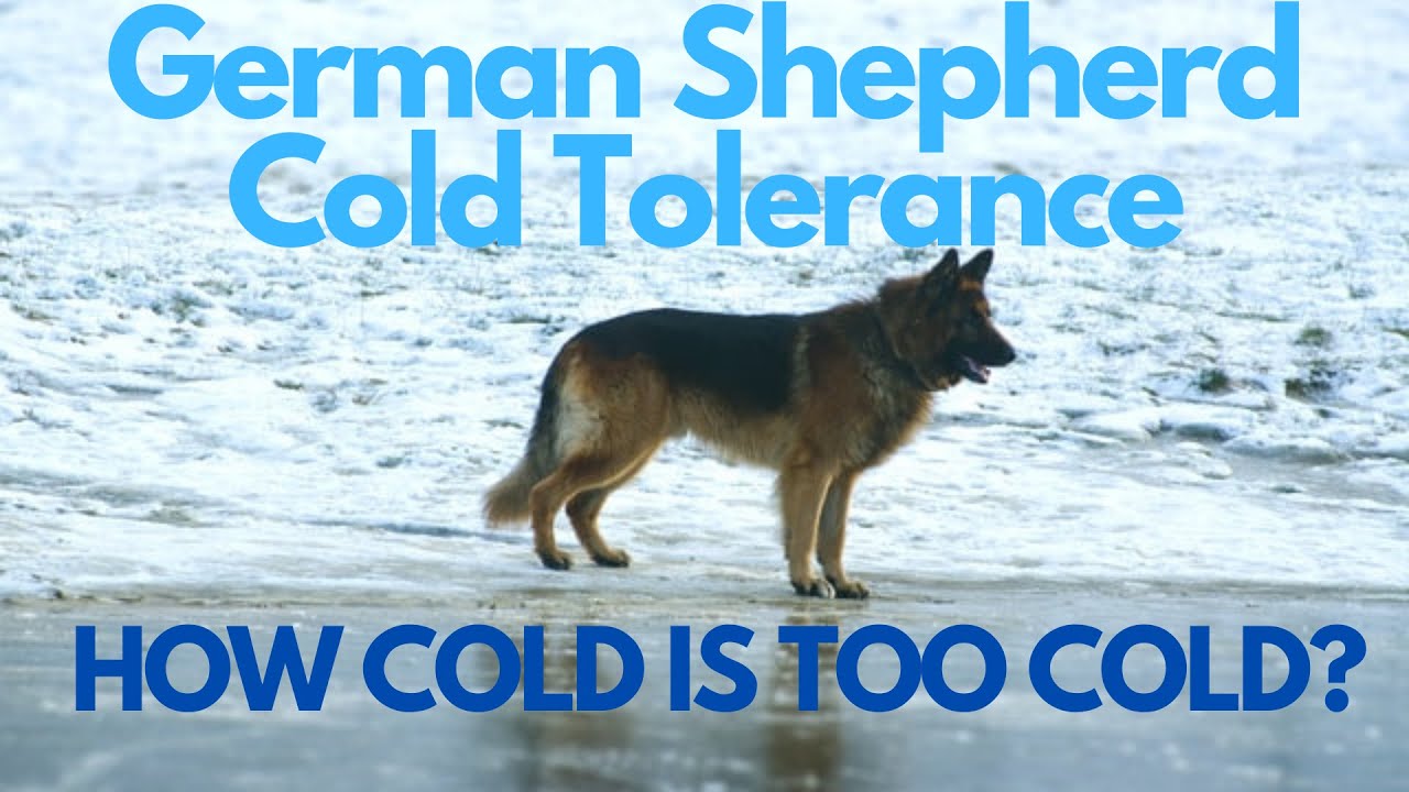 Is 50 Degrees Too Cold For a German Shepherd?