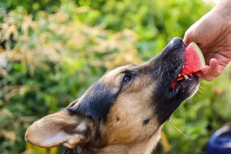 Can German Shepherds Eat Watermelon and Other Fruit?