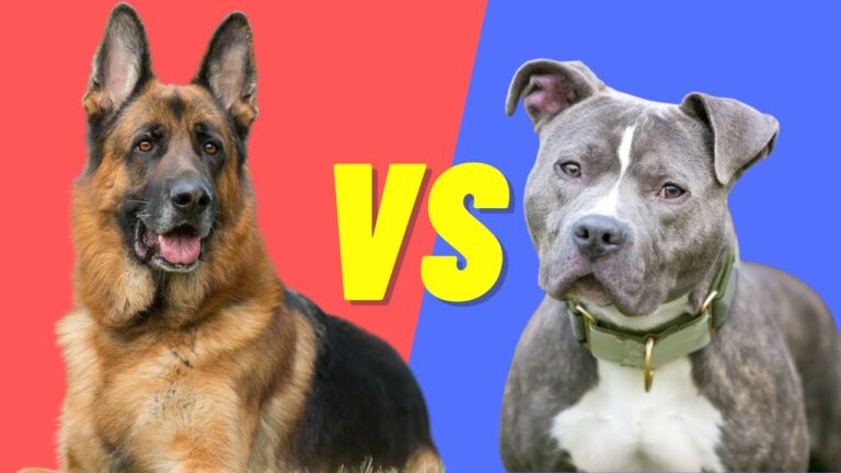 Can a German Shepherd Beat a Pitbull? GSD vs Pitbull