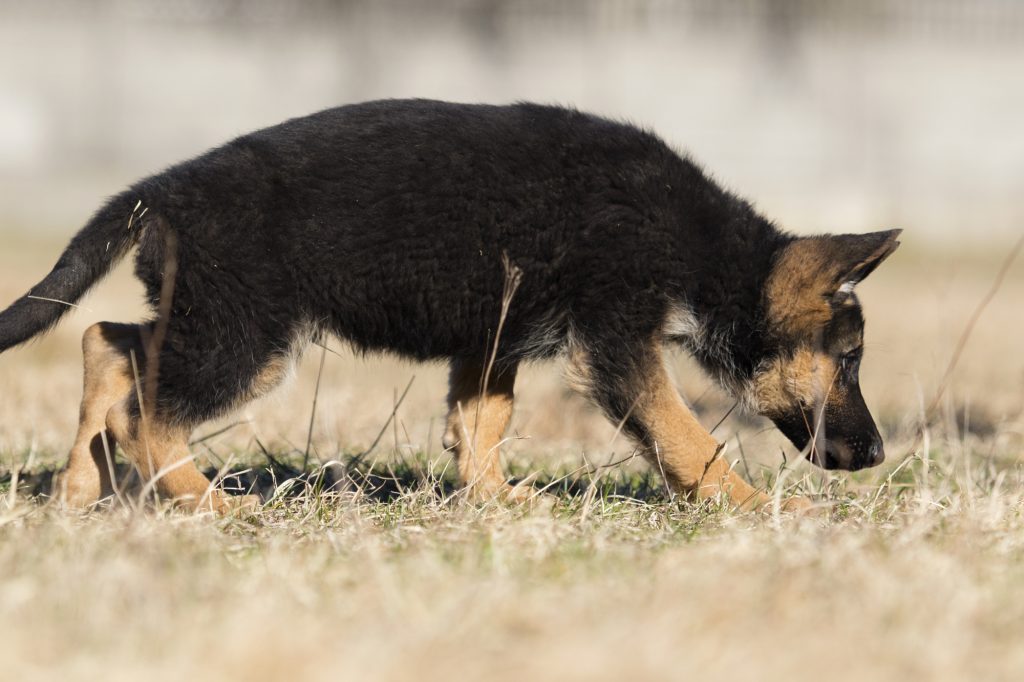 How to Toilet Train a German Shepherd Puppy?