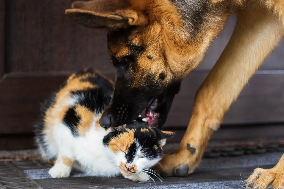 Will a German Shepherd Kill a Cat? Understanding Prey Drive