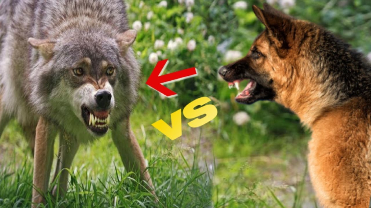 GSD Vs Wolf: Can a German Shepherd Actually Kill a Wolf?