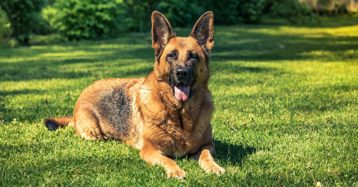 How Smart is Your German Shepherd Dog?