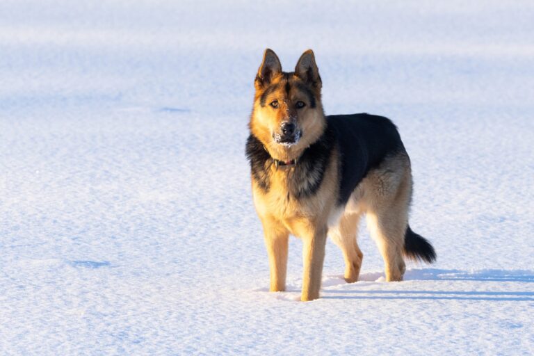 GSD in Winter: How Much Cold German Shepherd Can Handle?