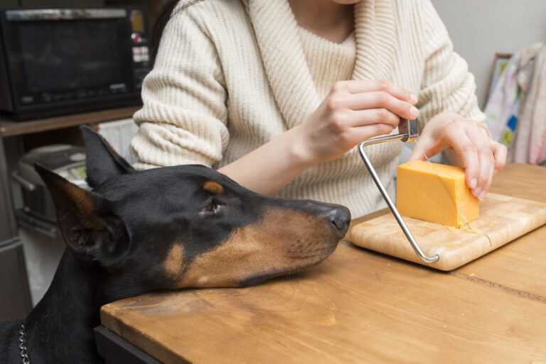 Can German Shepherds Eat Cheese? Understanding the Benefits & Risks