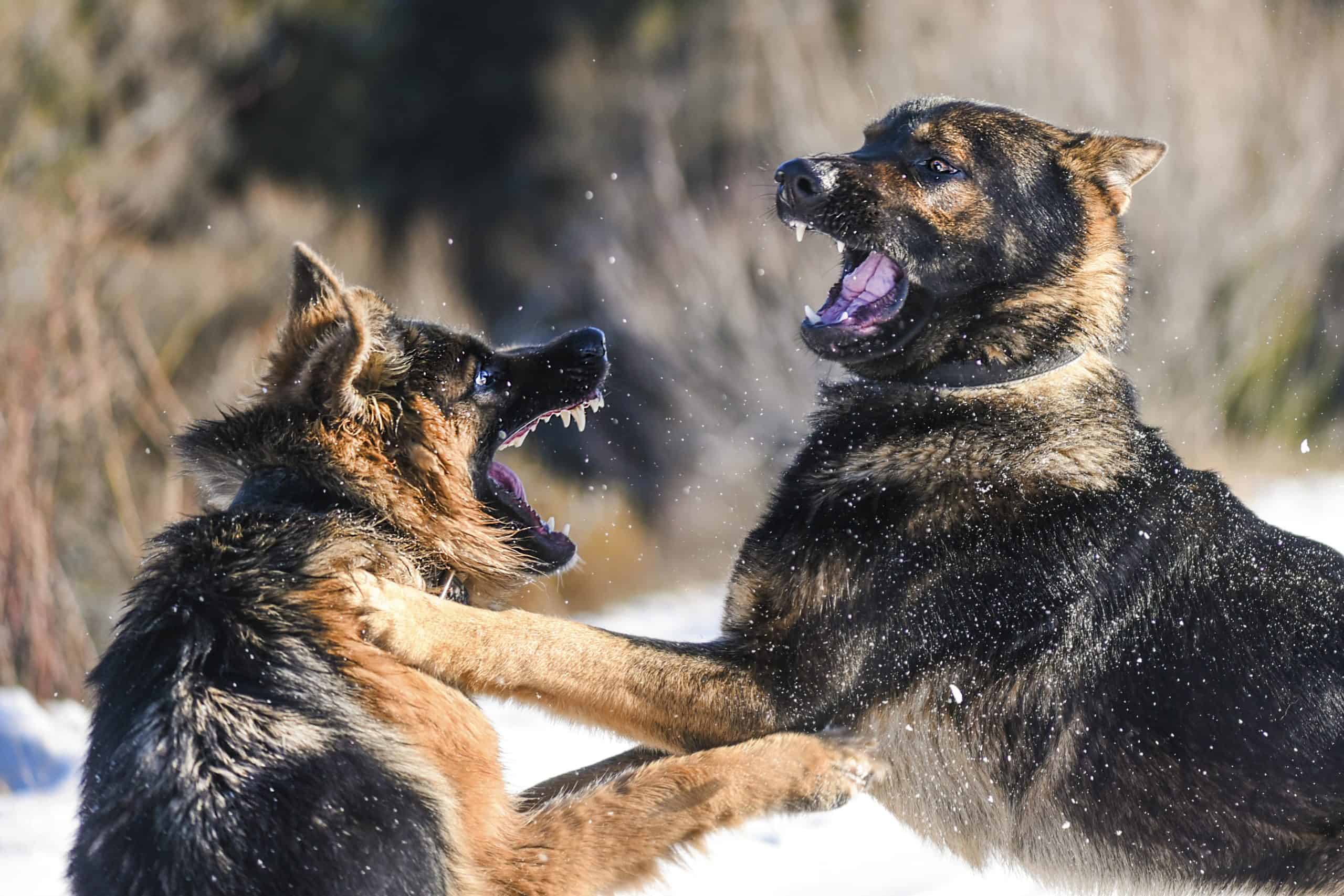 Myth Busted: Are German Shepherds Really Aggressive?