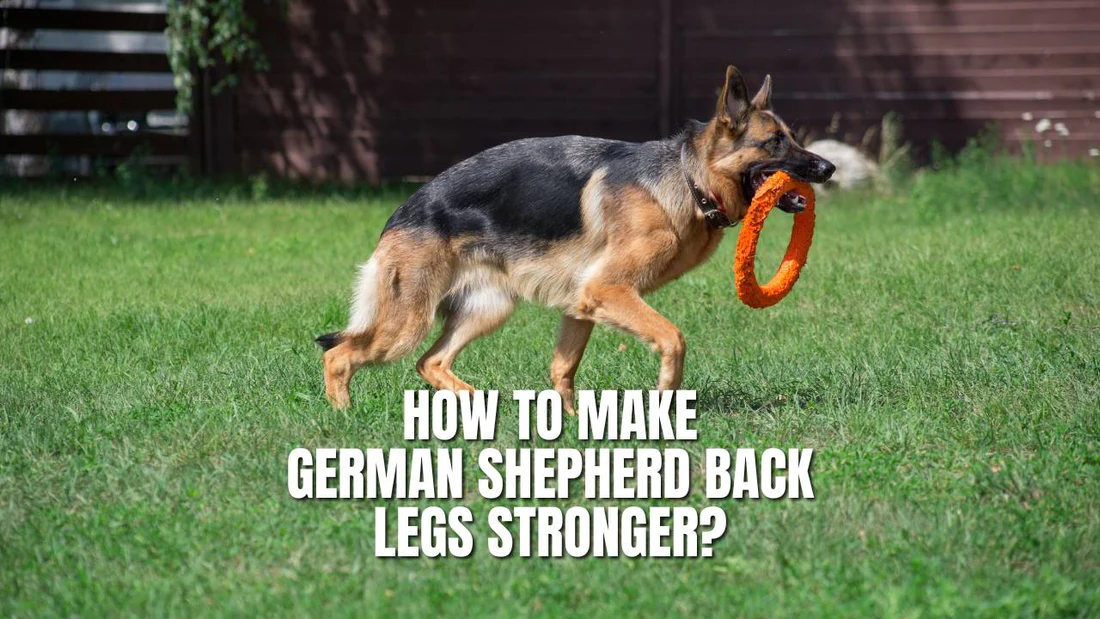 How To Make a German Shepherd Back Legs Stronger?