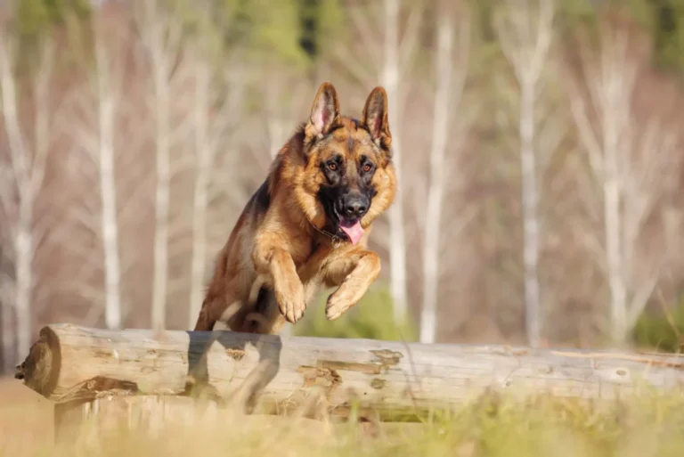 How High Can German Shepherds Jump? (Facts and Factors)