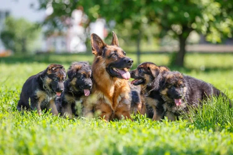 How Many Puppies a German Shepherd Can Have?