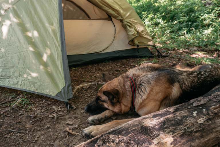 Is It Okay for a German Shepherd to Live Outside?