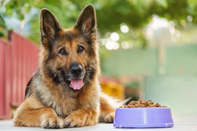 Is Victor Dog Food Good for German Shepherds?