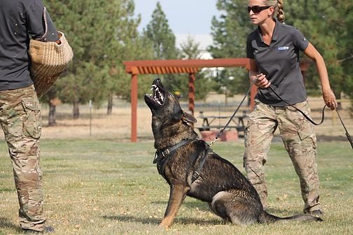 How long does it take to train a German Shepherd for police work?