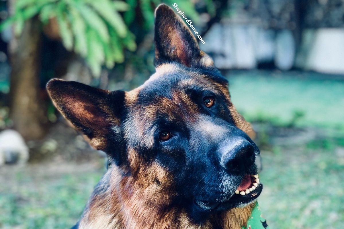 Are German Shepherds Stubborn? What You Need to Know