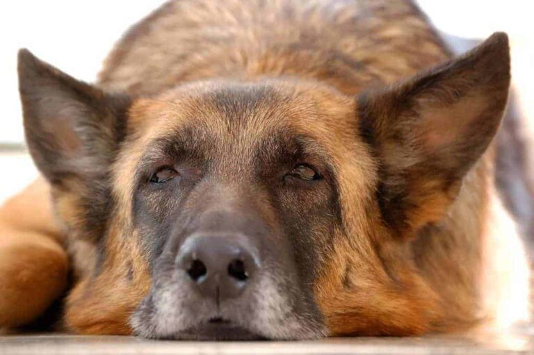 What do German Shepherds Usually Die From? GSD Lifespan