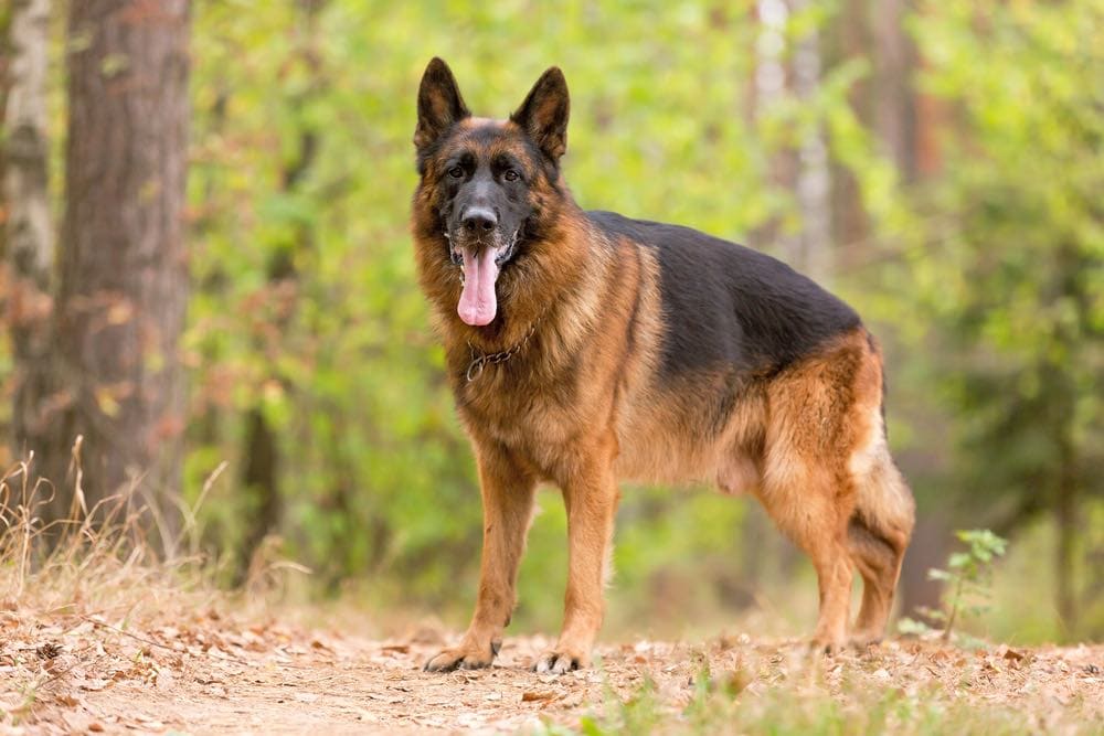 Are German Shepherds Good Hunting Dogs? Yes or No