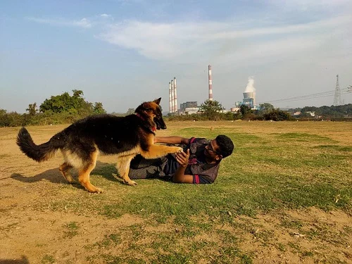 Can You Trust Your German Shepherd Not to Turn on You?