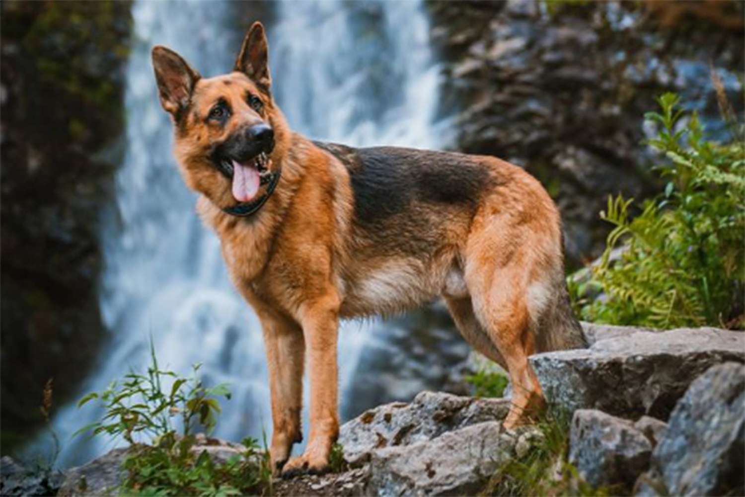 Are German Shepherds Outside Dogs? Pros and Cons