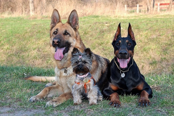 Are German Shepherds Good With Other Dogs? Tips for Socializing Your Pup